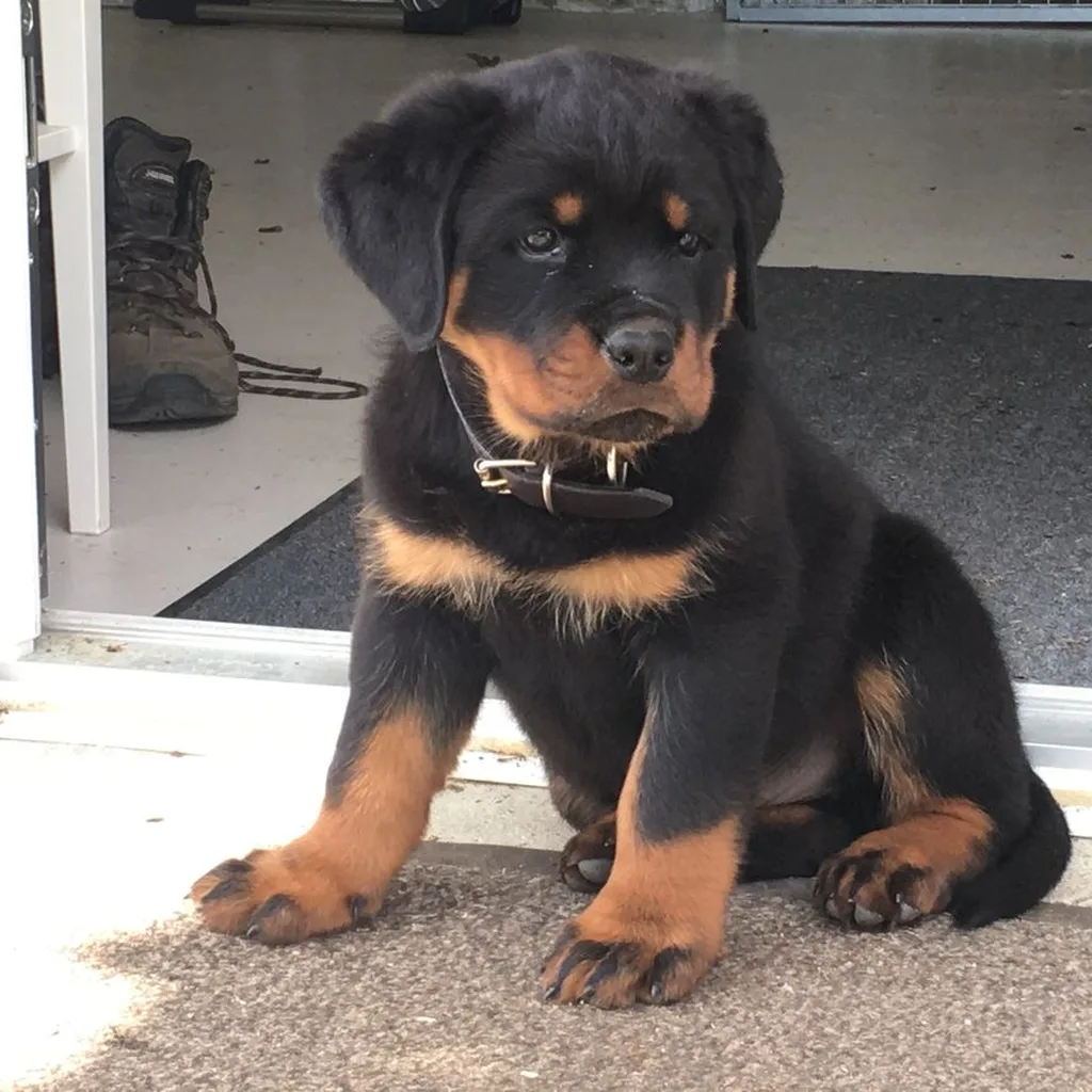 Rottweiler miniatura 4