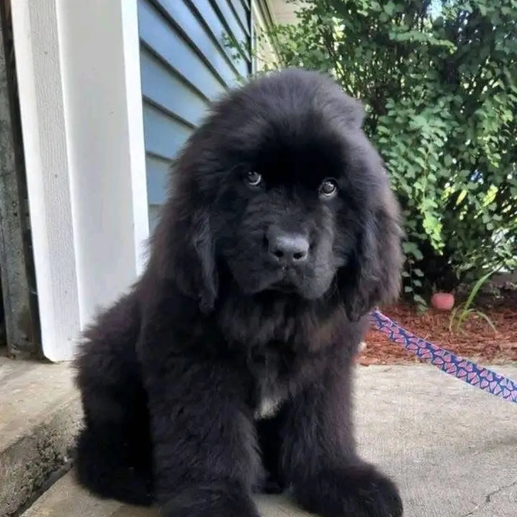 Cachorro Terranova en venta
