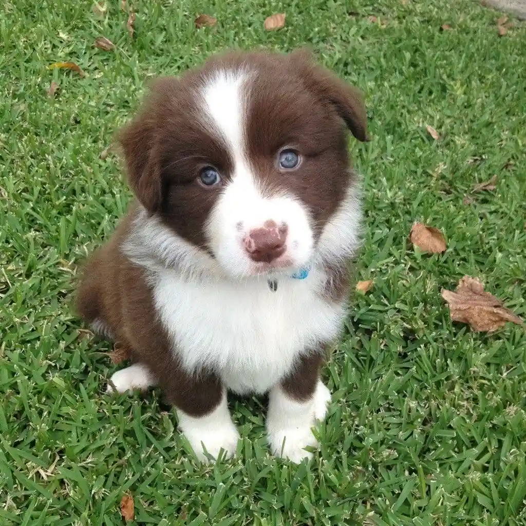 Border Collie miniatura 2