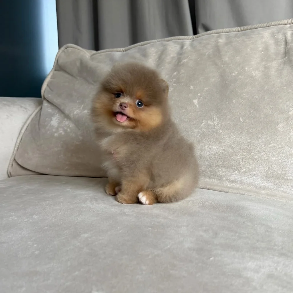 Pomerania Mini miniatura 3