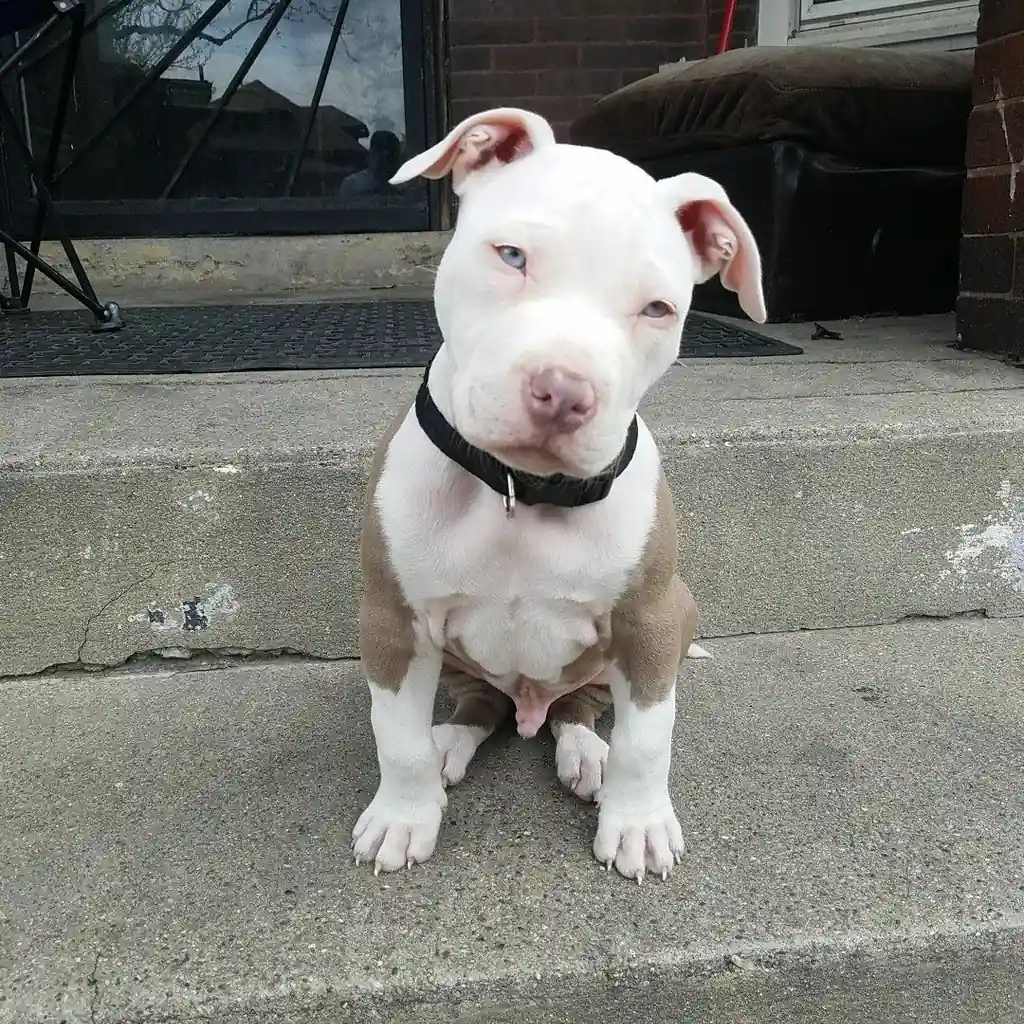 Pitbull miniatura 2