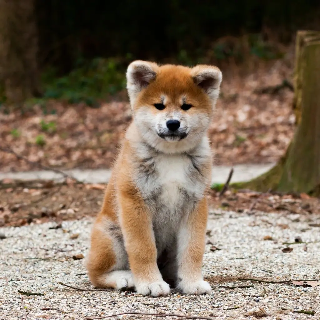 Akita Inu foto 1