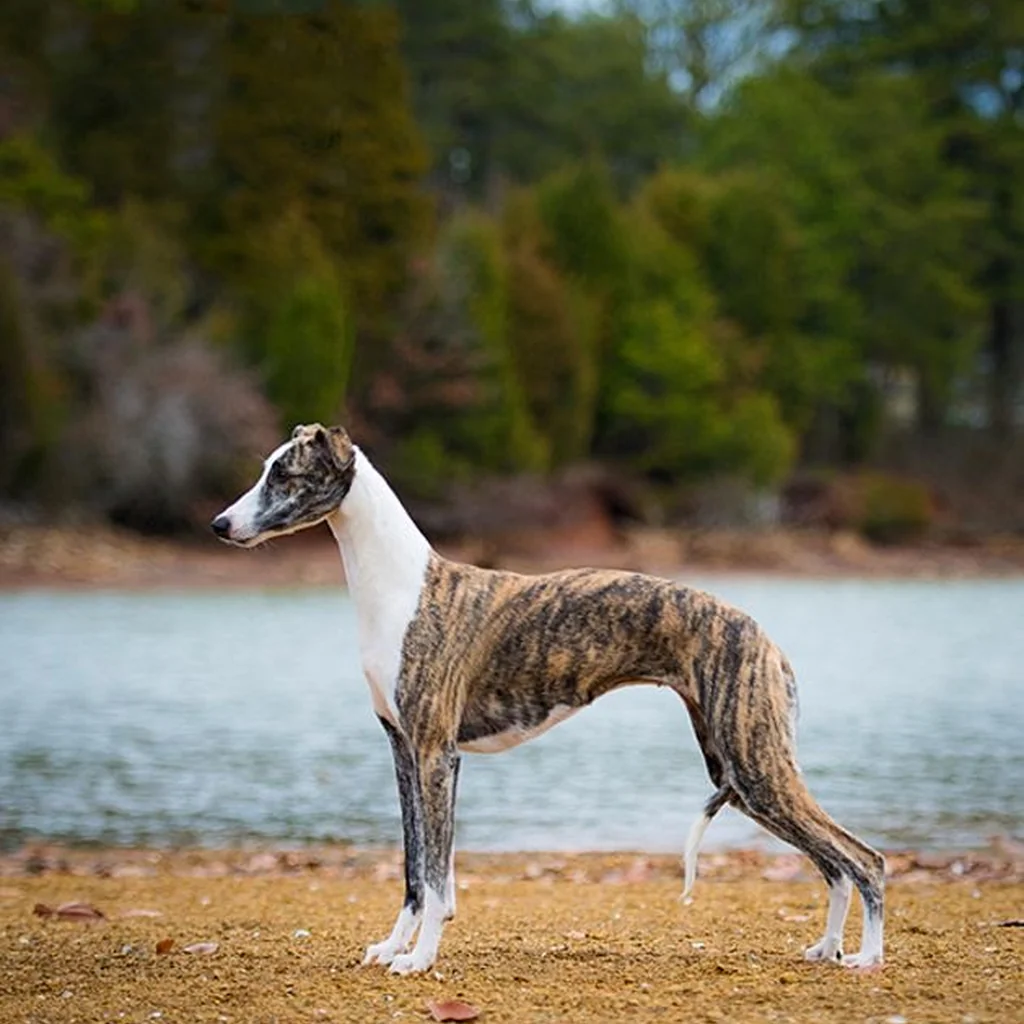 Galgo Inglés miniatura 3