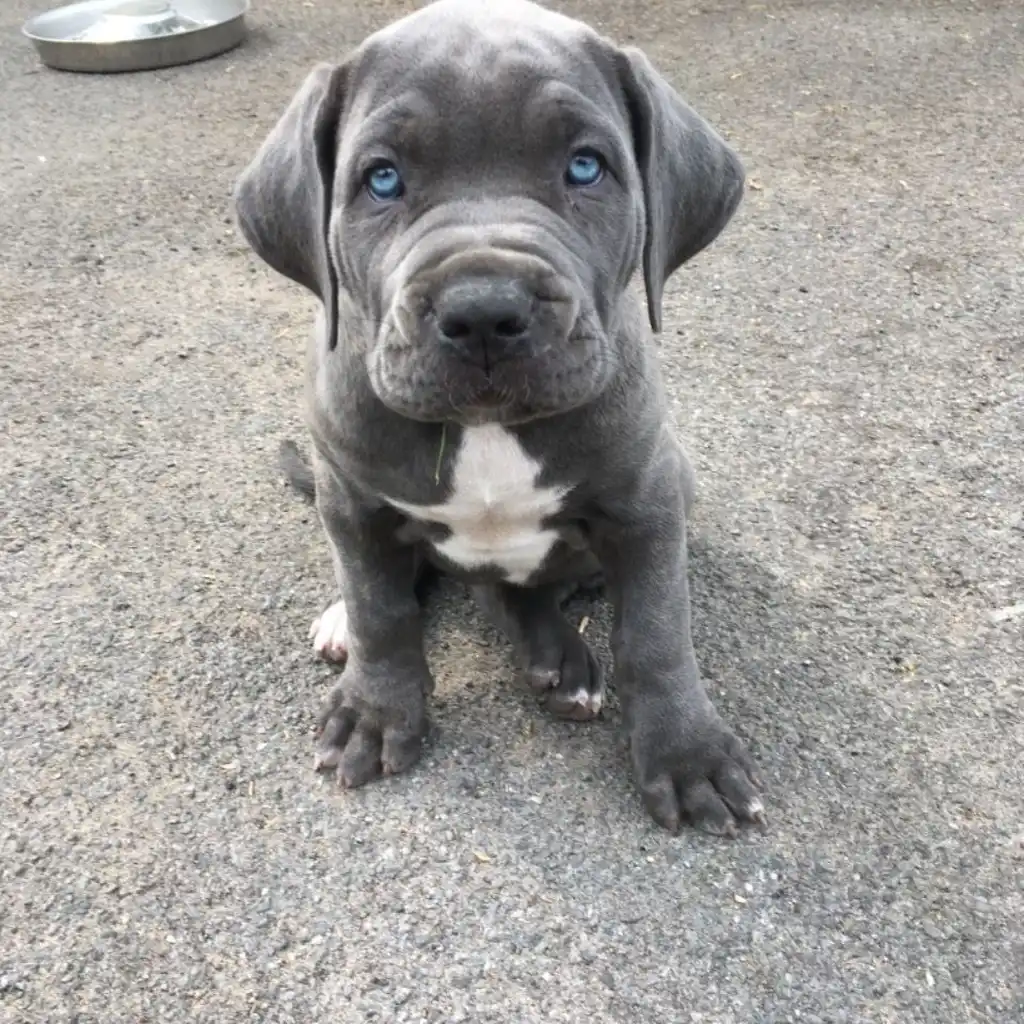 Cane Corso miniatura 2