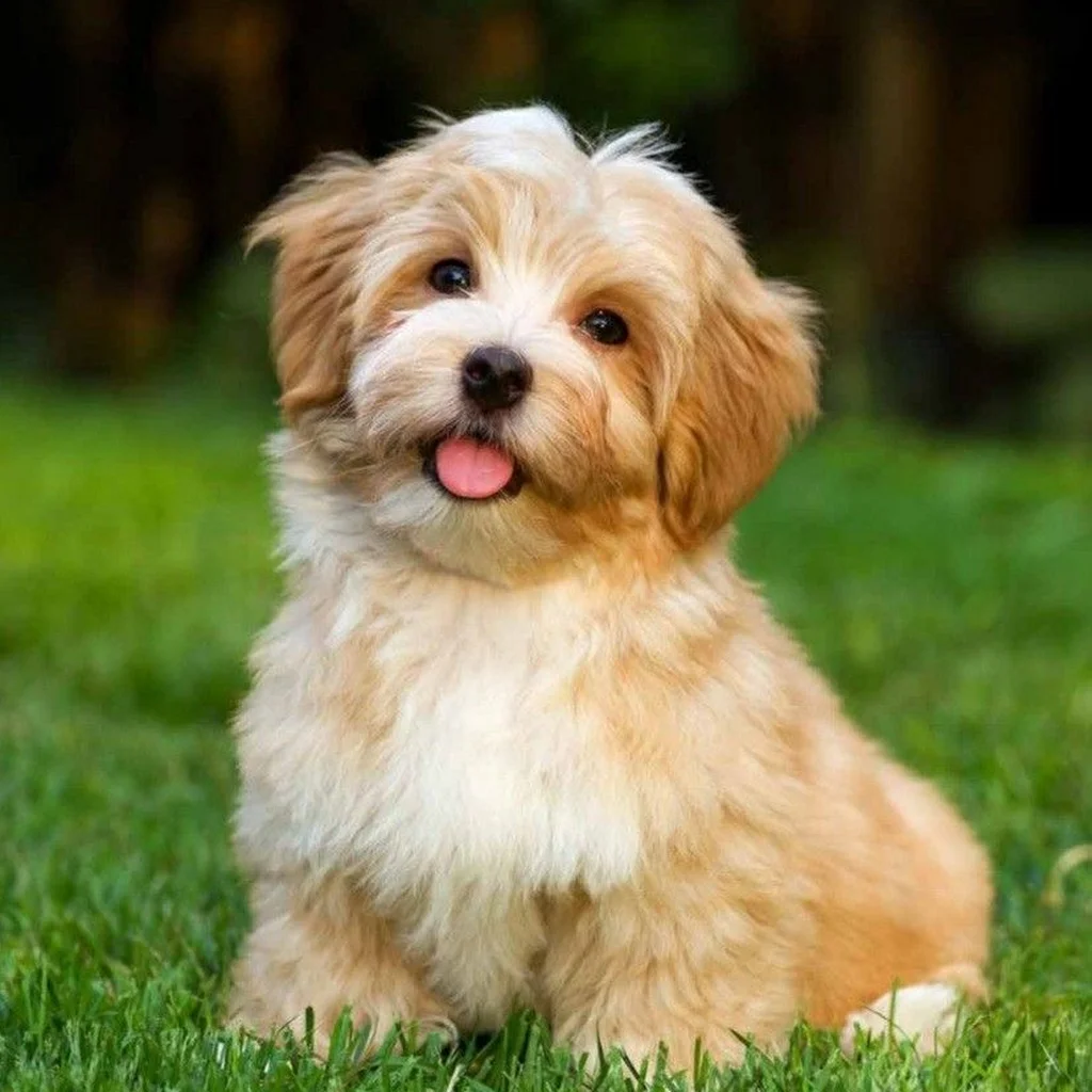 Bichón Habanero miniatura 3