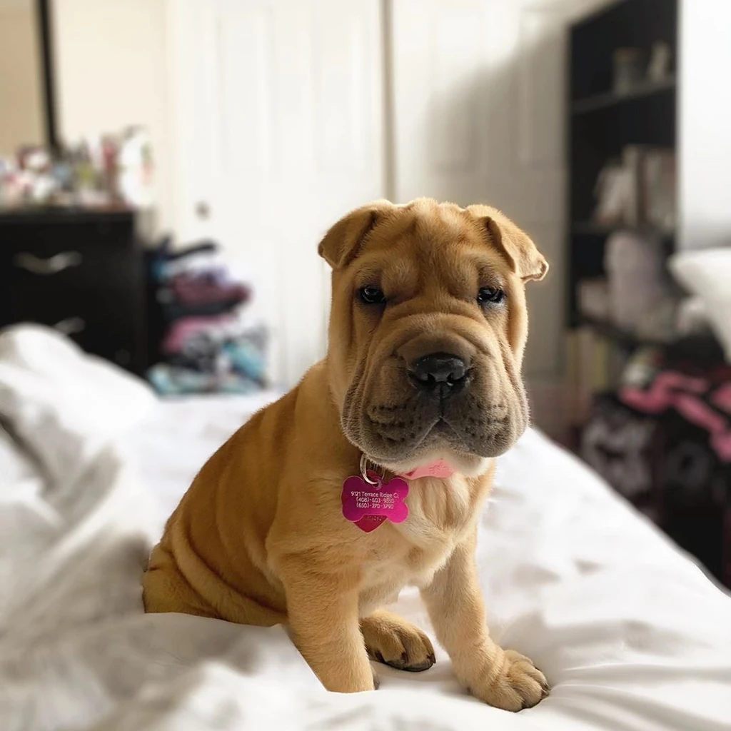 Shar Pei miniatura 4