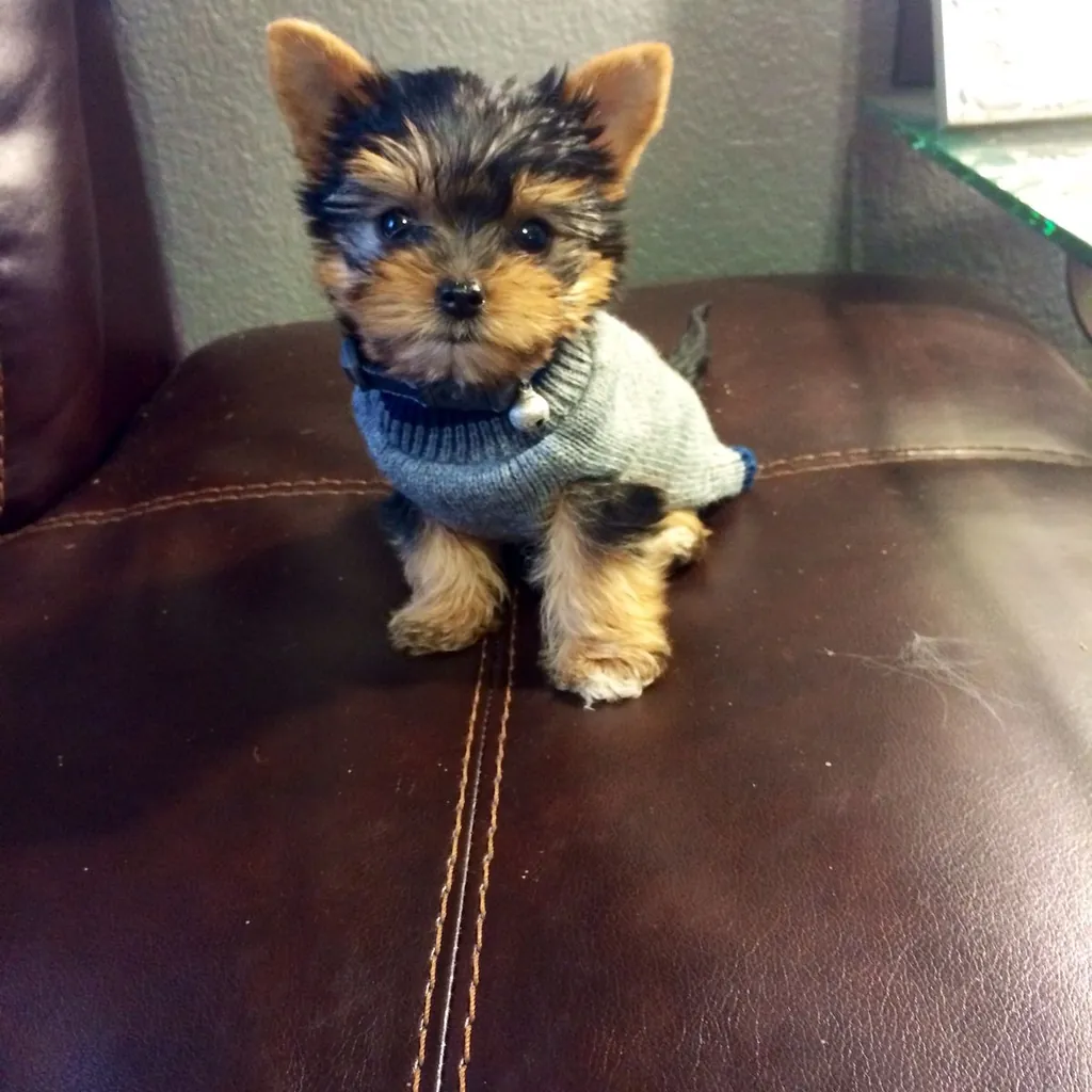 Yorkshire Terrier miniatura 3