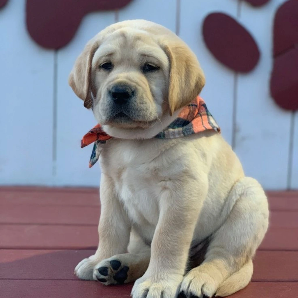 Labrador Retriever miniatura 2