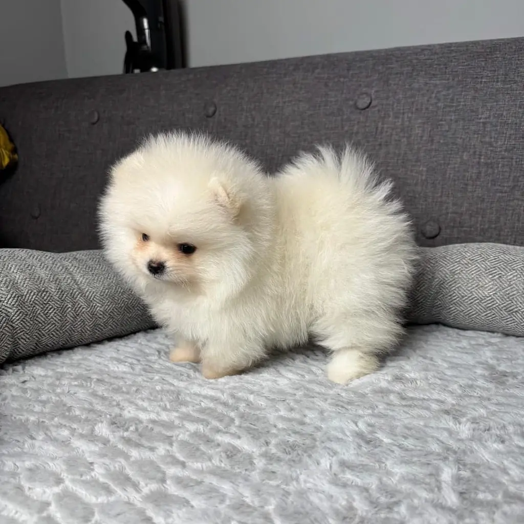 Pomerania Mini miniatura 2
