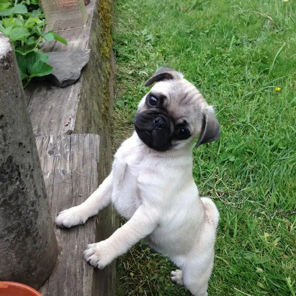 Pug (Carlino) miniatura 3