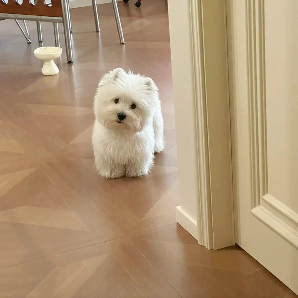 West Highland Terrier miniatura 4
