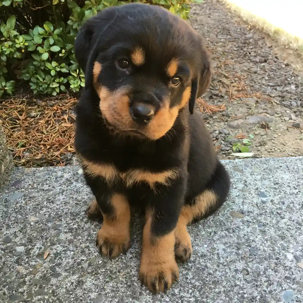 Cachorro Rottweiler en venta