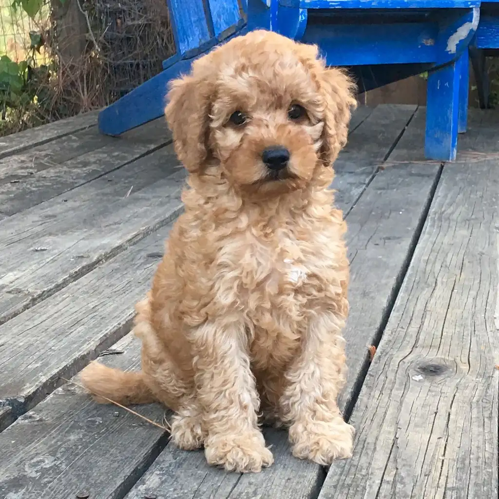 Goldendoodle miniatura 2