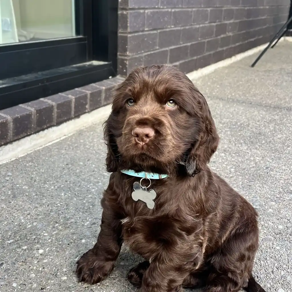 Cocker Spaniel Inglés miniatura 4