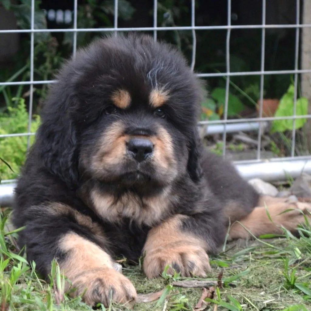 Mastín Tibetano miniatura 4