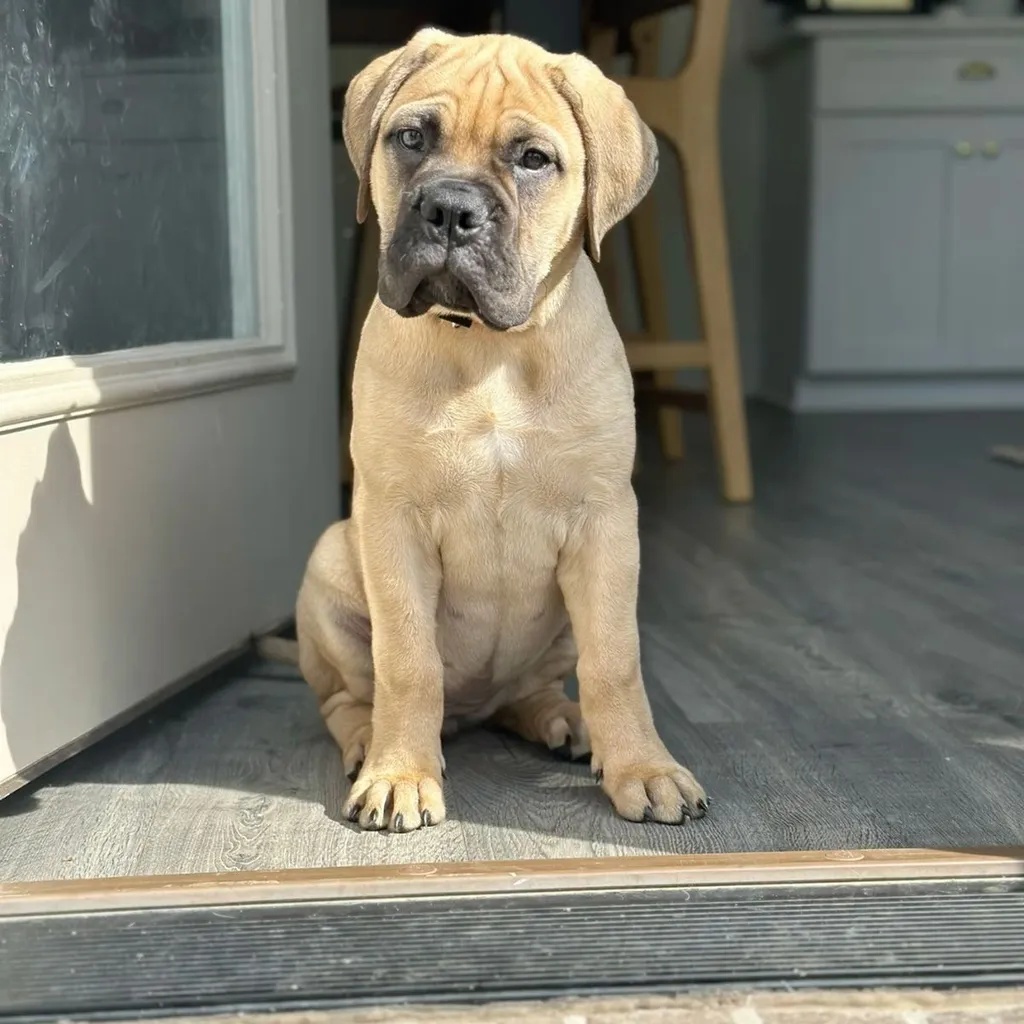 Bullmastiff miniatura 4