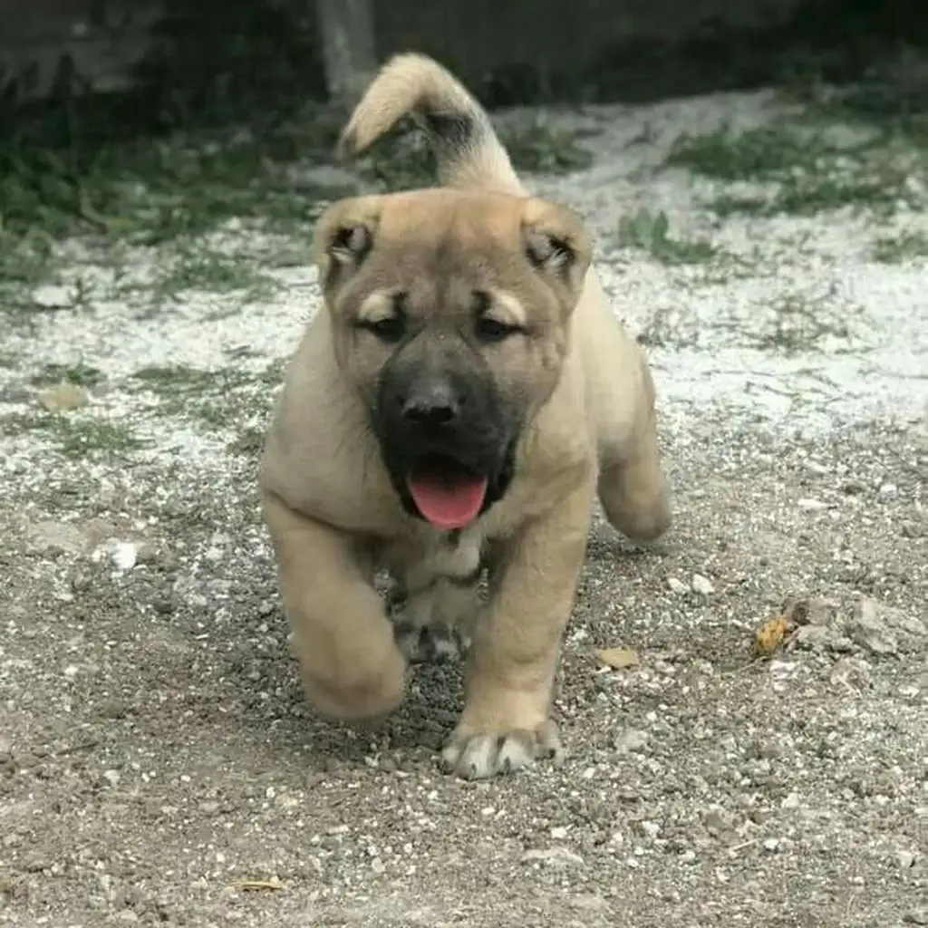 Kangal Turco miniatura 2