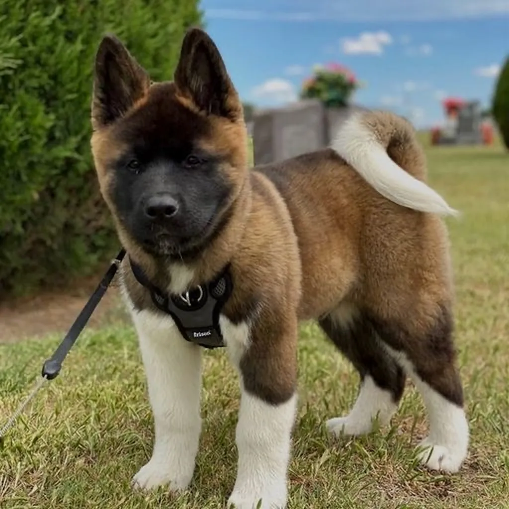 Akita Americano miniatura 4