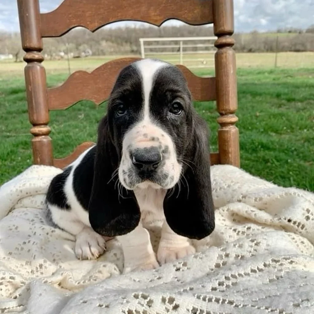 Cachorro Basset Hound en venta