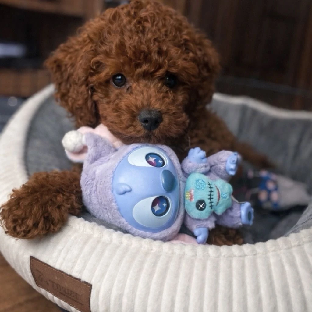 Poodle Toy miniatura 4