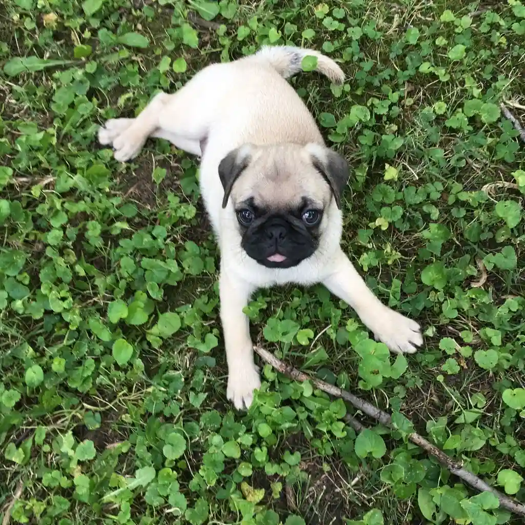 Pug (Carlino) miniatura 4