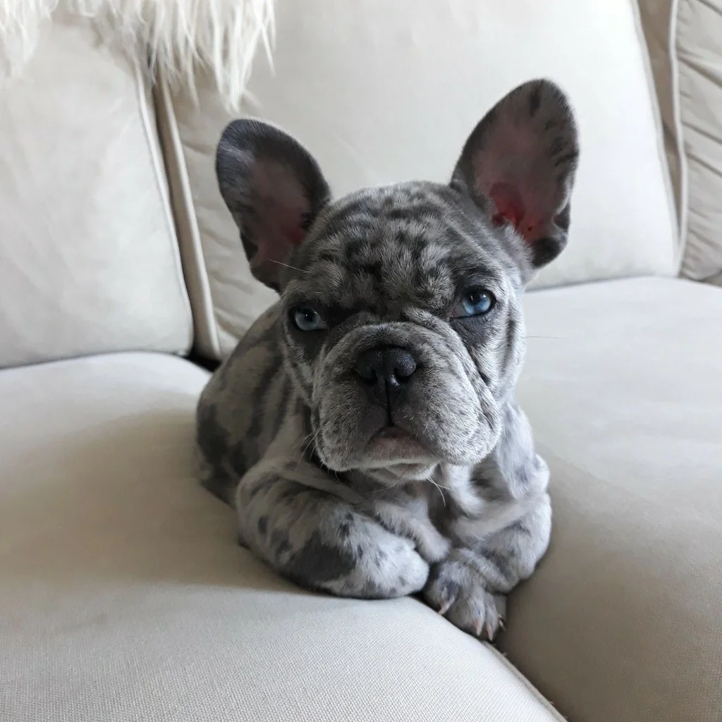 Bulldog Francés miniatura 4
