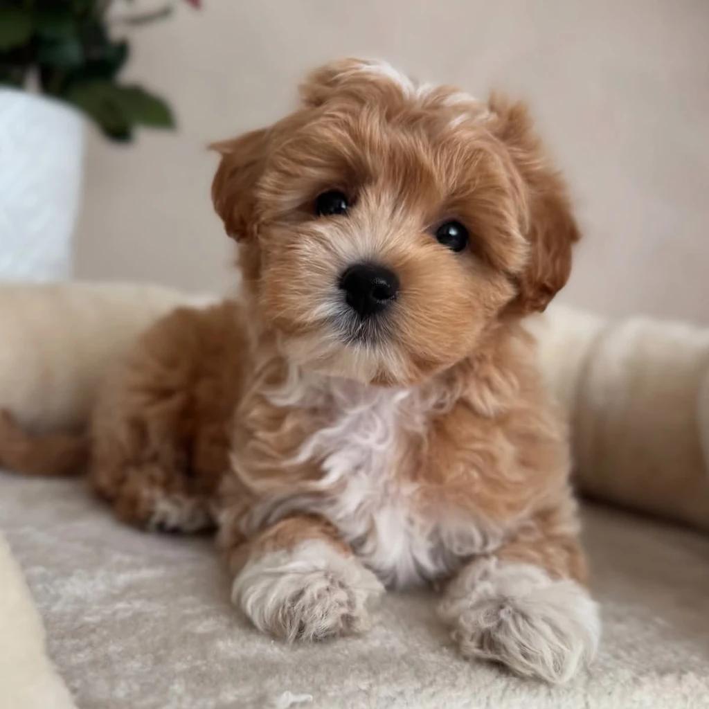 Maltipoo miniatura 4