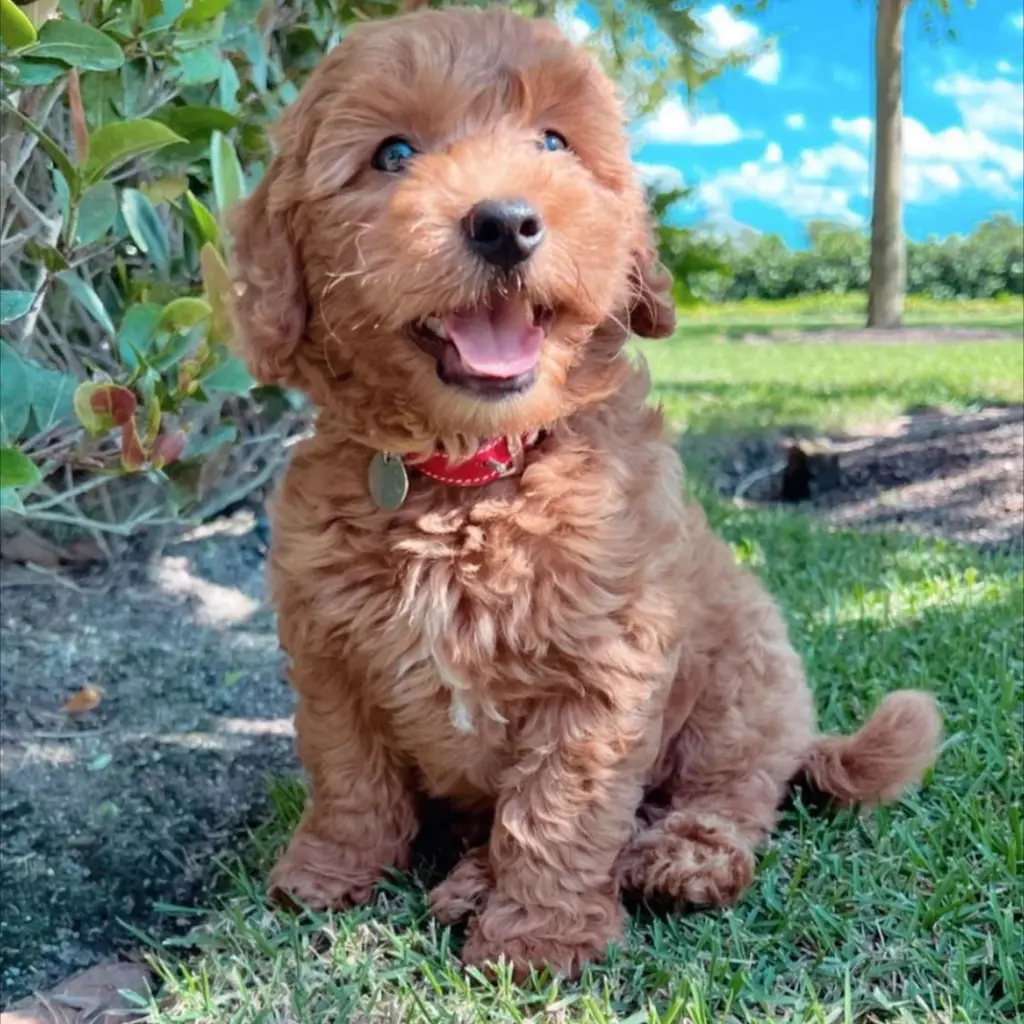 Goldendoodle foto 1