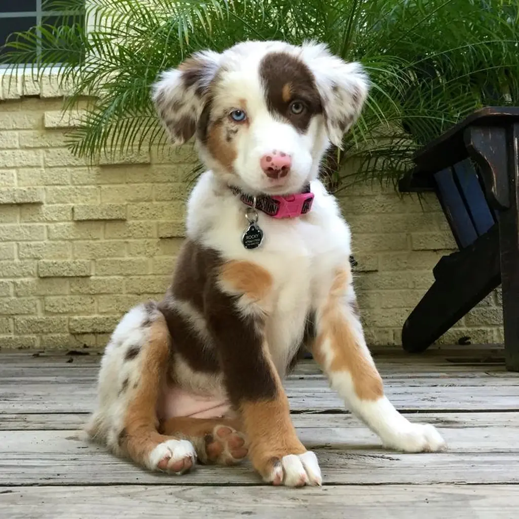 Cachorro Border Collie en venta