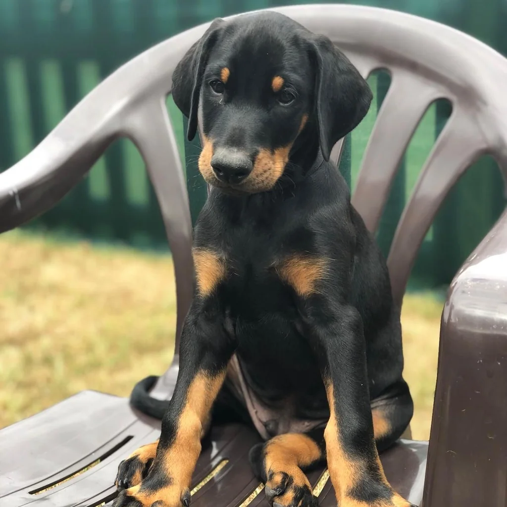 Doberman miniatura 3