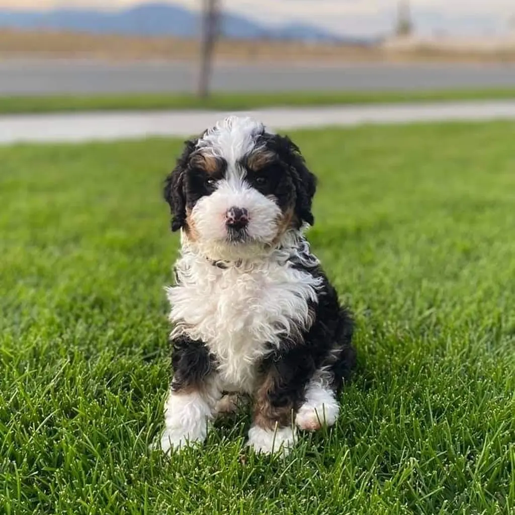 Bernedoodle miniatura 2