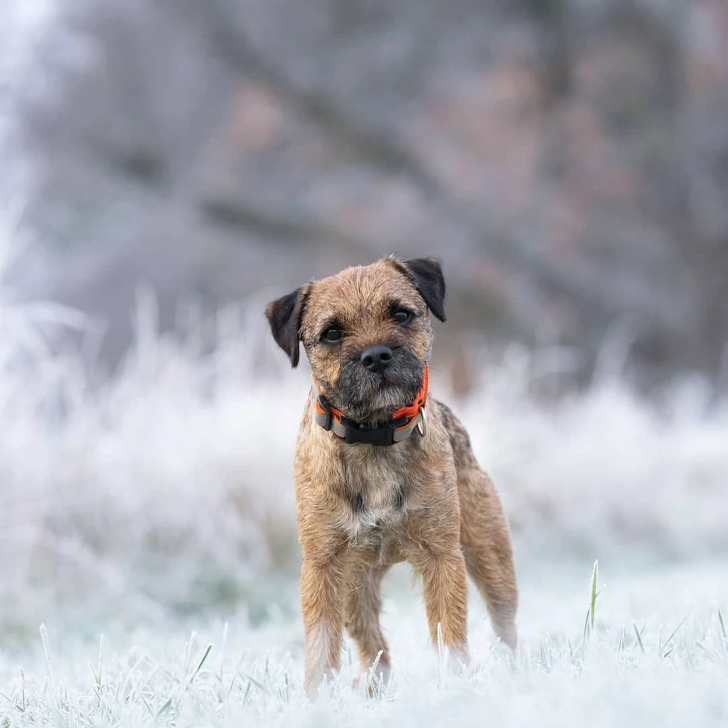 Border Terrier miniatura 4