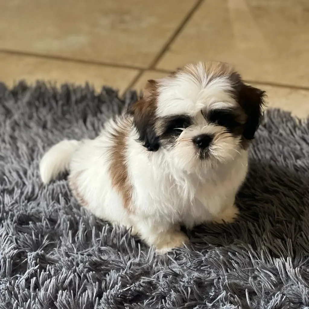 Shih Tzu miniatura 2