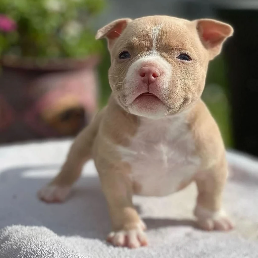 American Bully miniatura 4