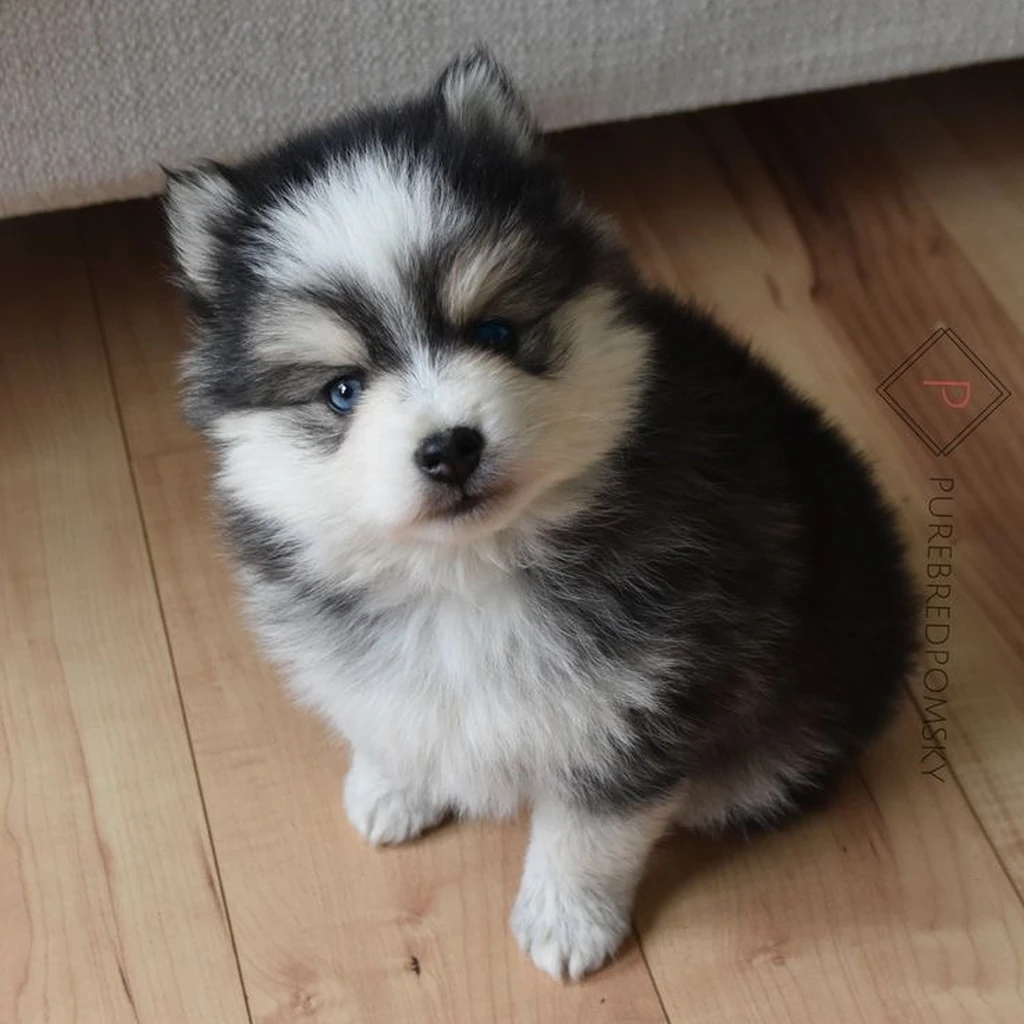 Pomsky miniatura 2