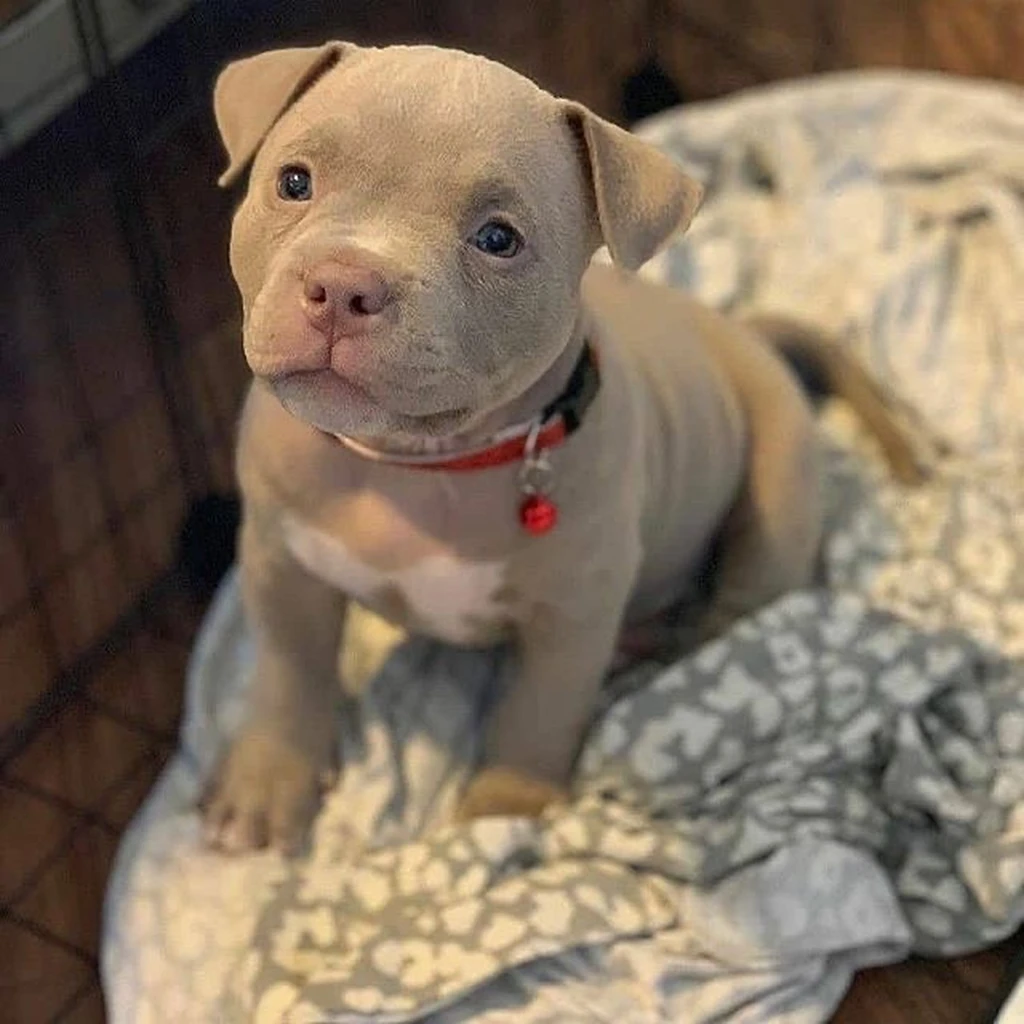 Pitbull miniatura 3