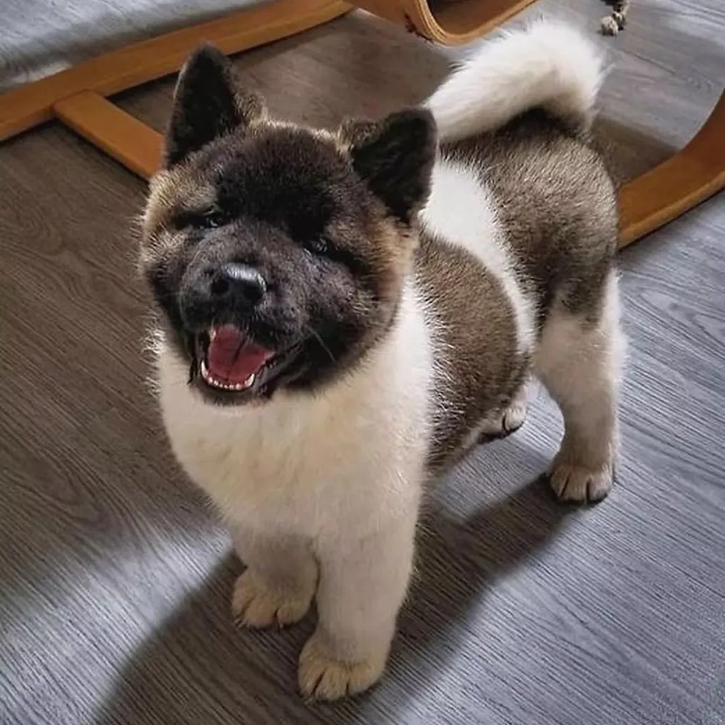 Akita Americano miniatura 3