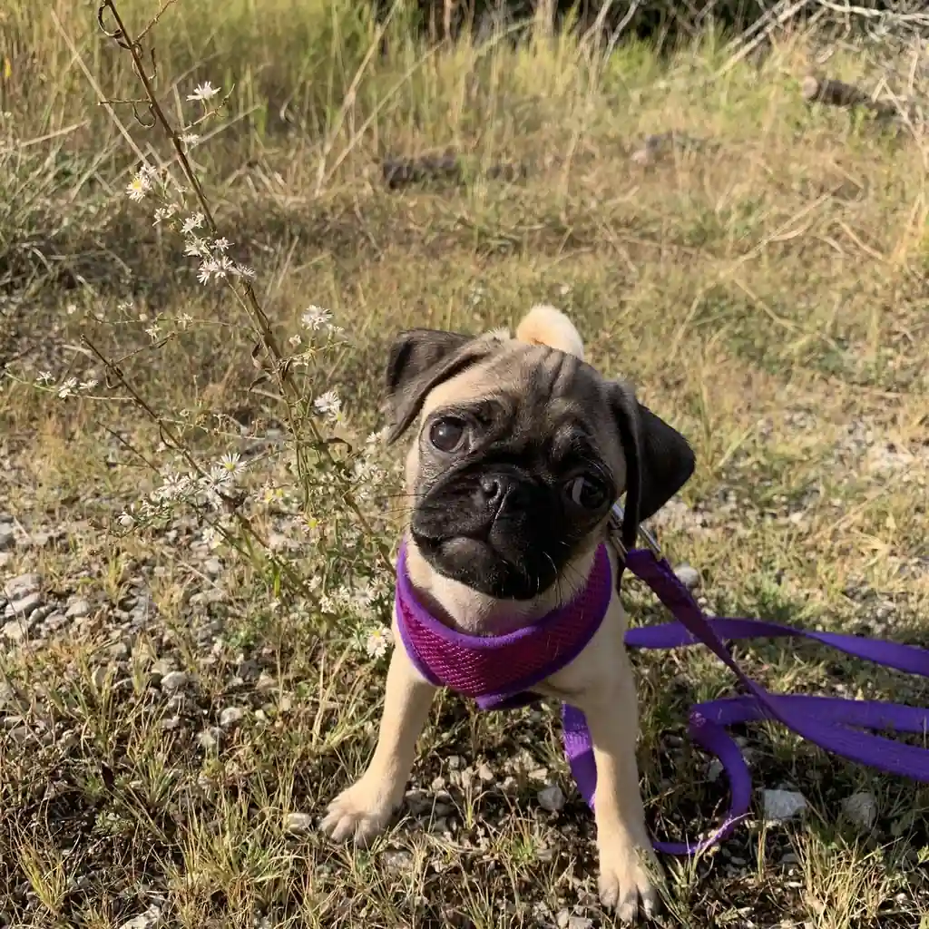 Cachorro Pug (Carlino) en venta