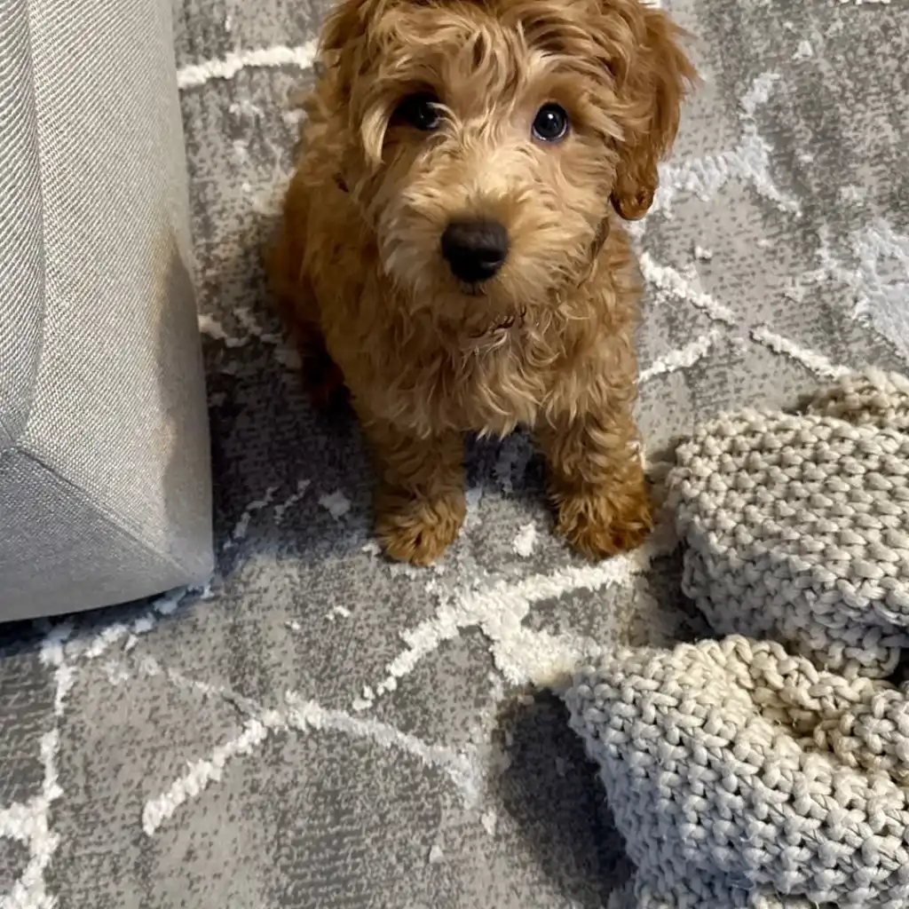 Goldendoodle miniatura 3