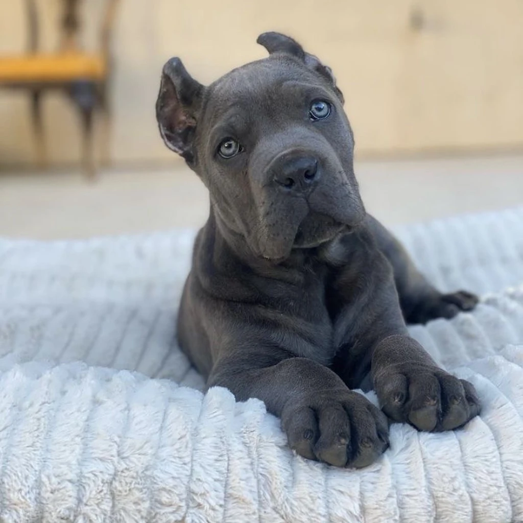 Cane Corso miniatura 4