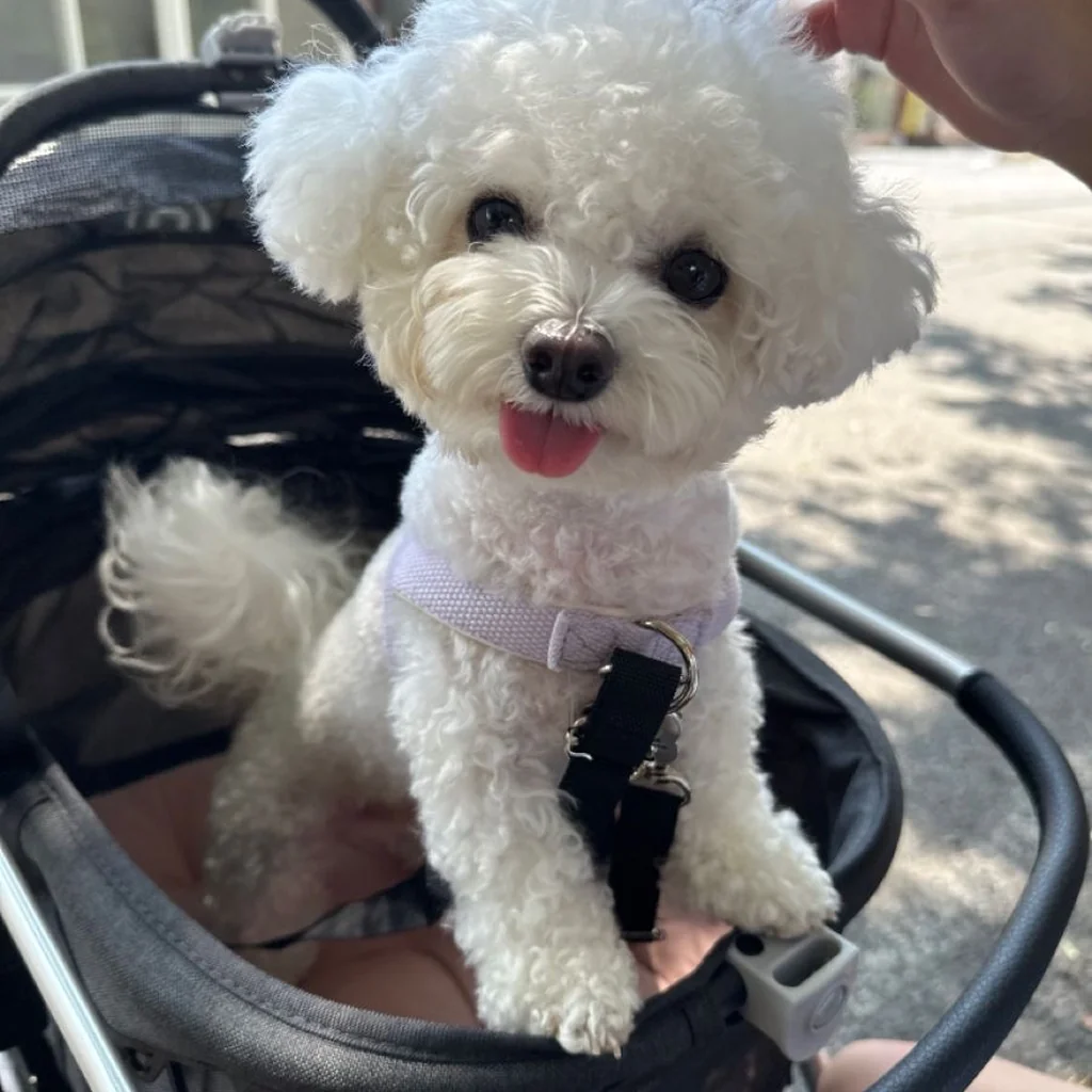 French Poodle miniatura 4