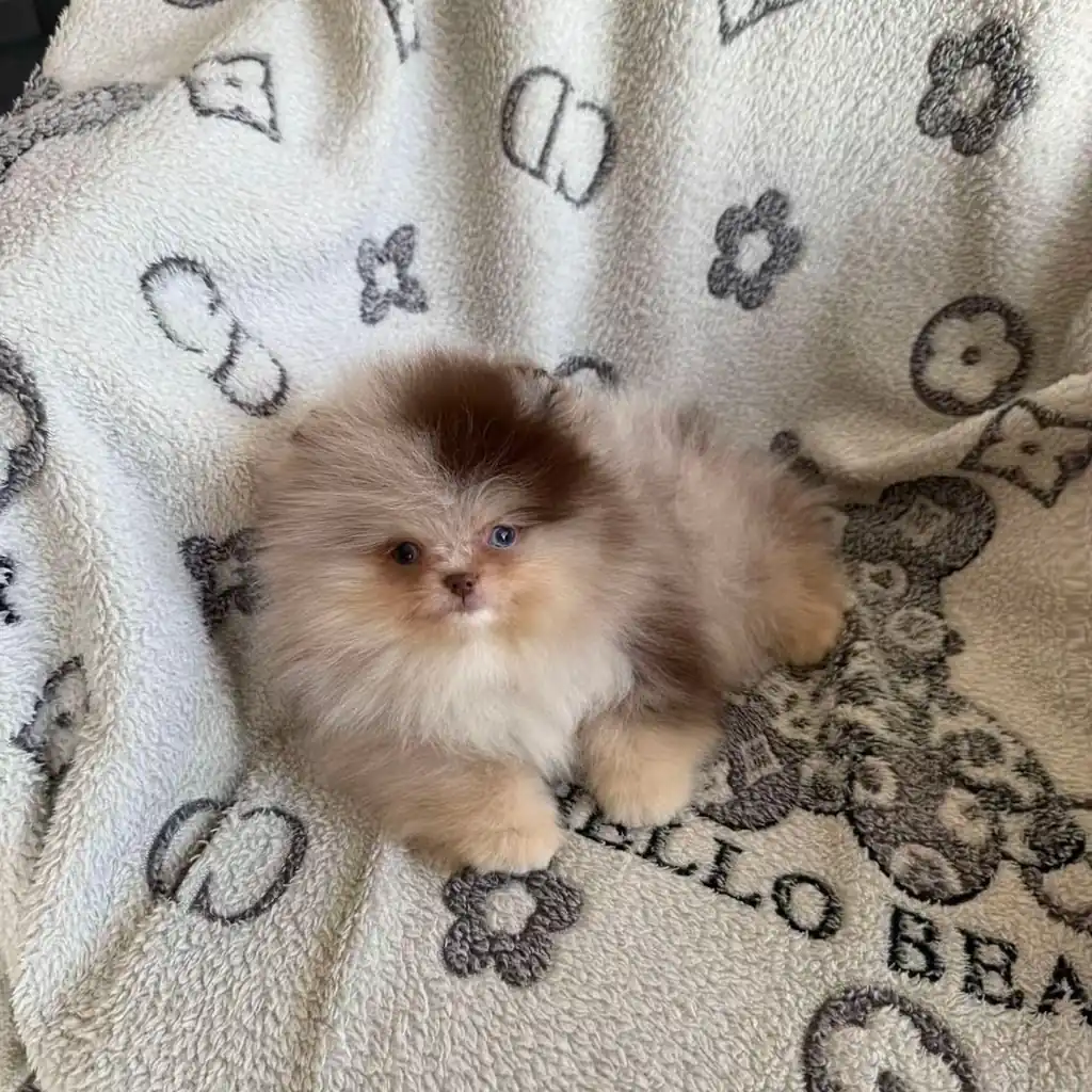 Cachorro Pomerania Mini en venta