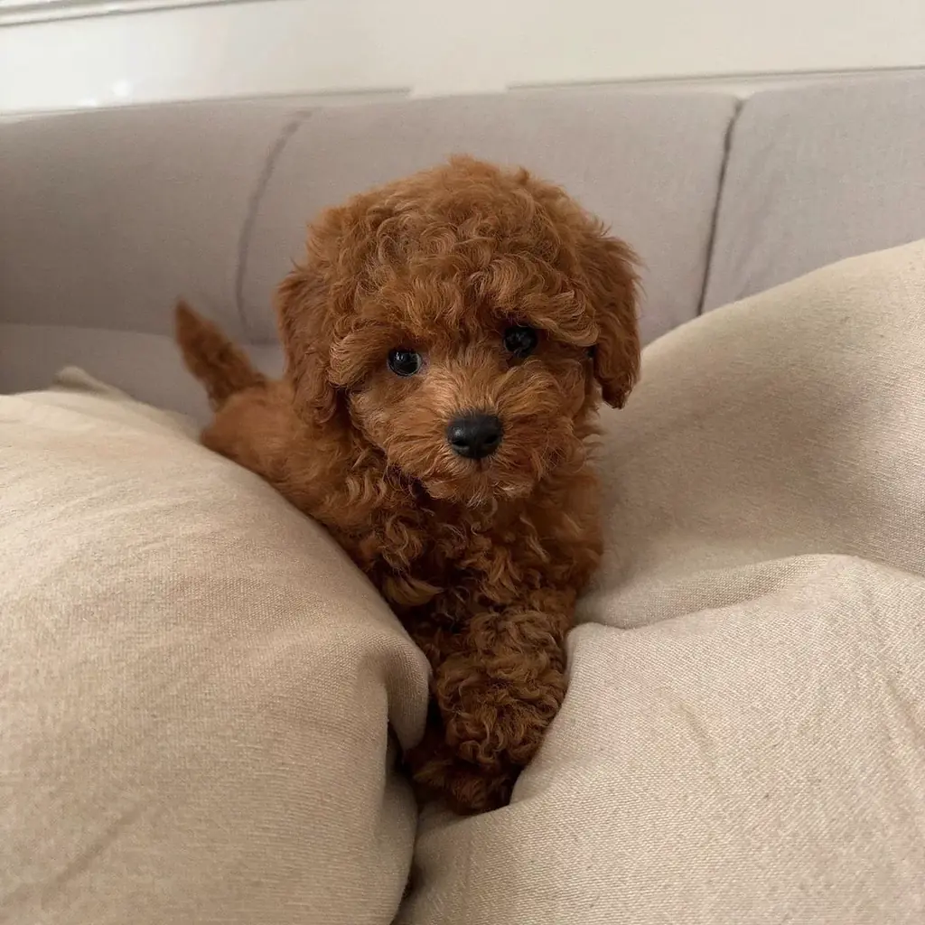 Cachorro Poodle Toy en venta