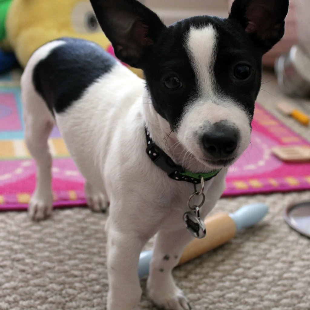 Fox Terrier Pelo Liso miniatura 4