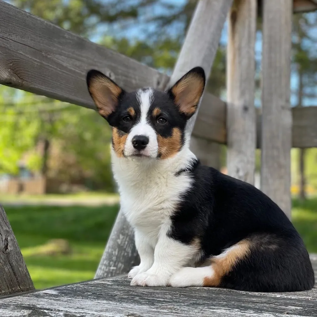 Corgi miniatura 4