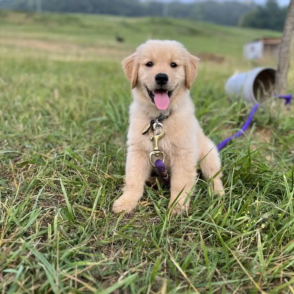 Golden Retriever miniatura 4
