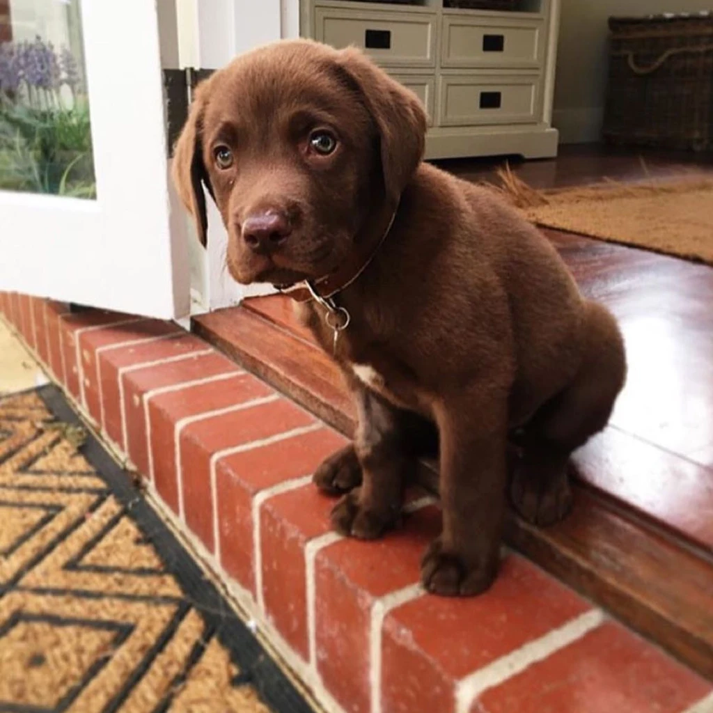 Labrador Retriever miniatura 3