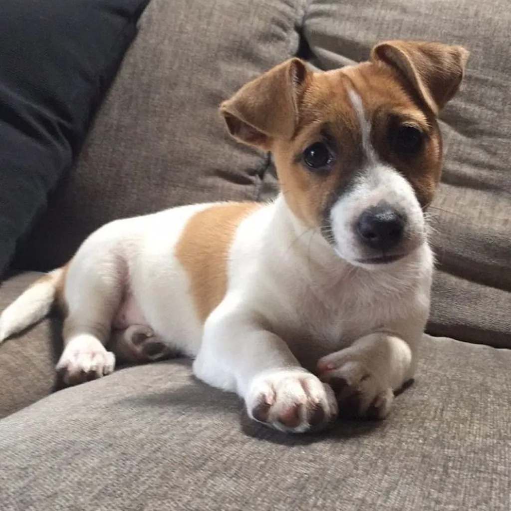 Jack Russell Terrier miniatura 3