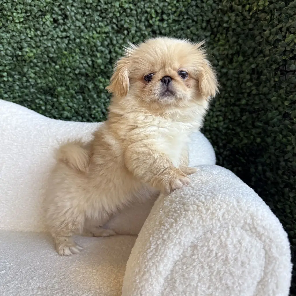 Pekinés foto 1