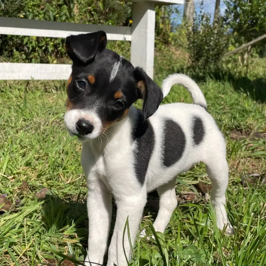 Fox Terrier Pelo Liso miniatura 2